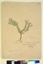 Page 258. Poranthera ericifolia